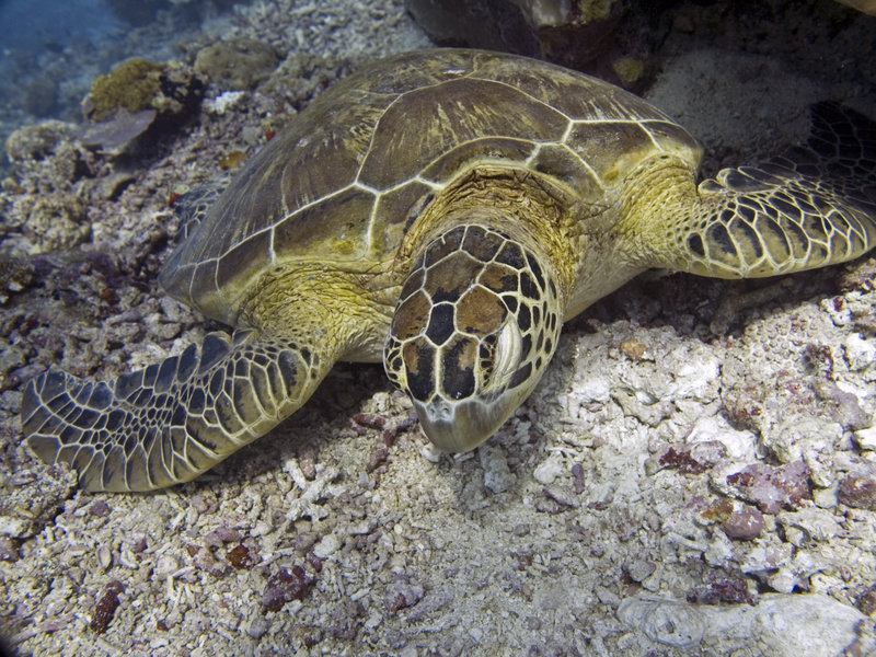 Turtle, Barracuda Point